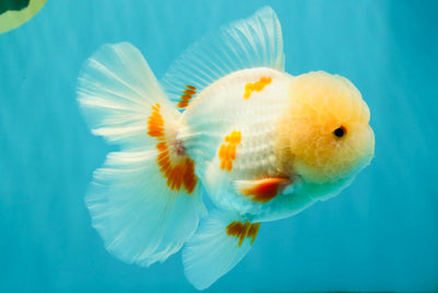 BEAUTY A  Grade Red White Oranda Male 6 inches #082126OR_08