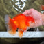 CHUNKY A Grade Red White Oranda Male 6 inches #040326OR_15
