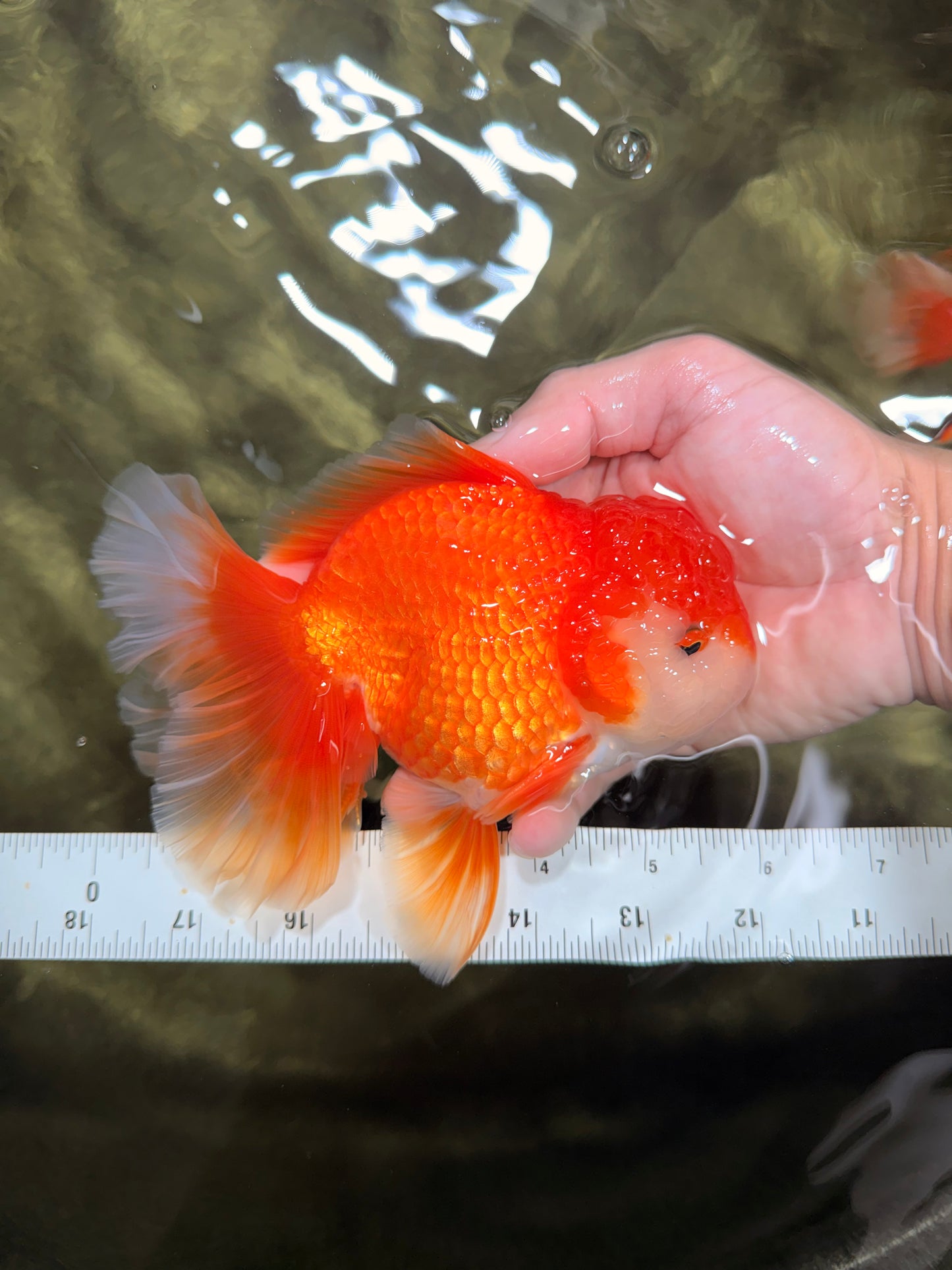 CHUNKY A Grade Red White Oranda Male 6 inches #040326OR_15