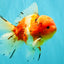 A Grade Sakura Oranda Male 5.5-6 inches #080726OR_19