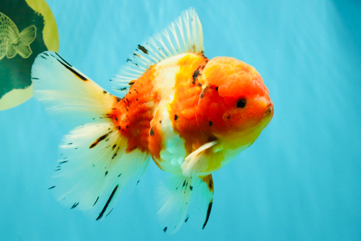 A Grade Sakura Oranda Male 5.5-6 inches #080726OR_19