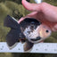 A Grade Panda Button Eyes Oranda Male 5-5.5 inches #120624OR_05