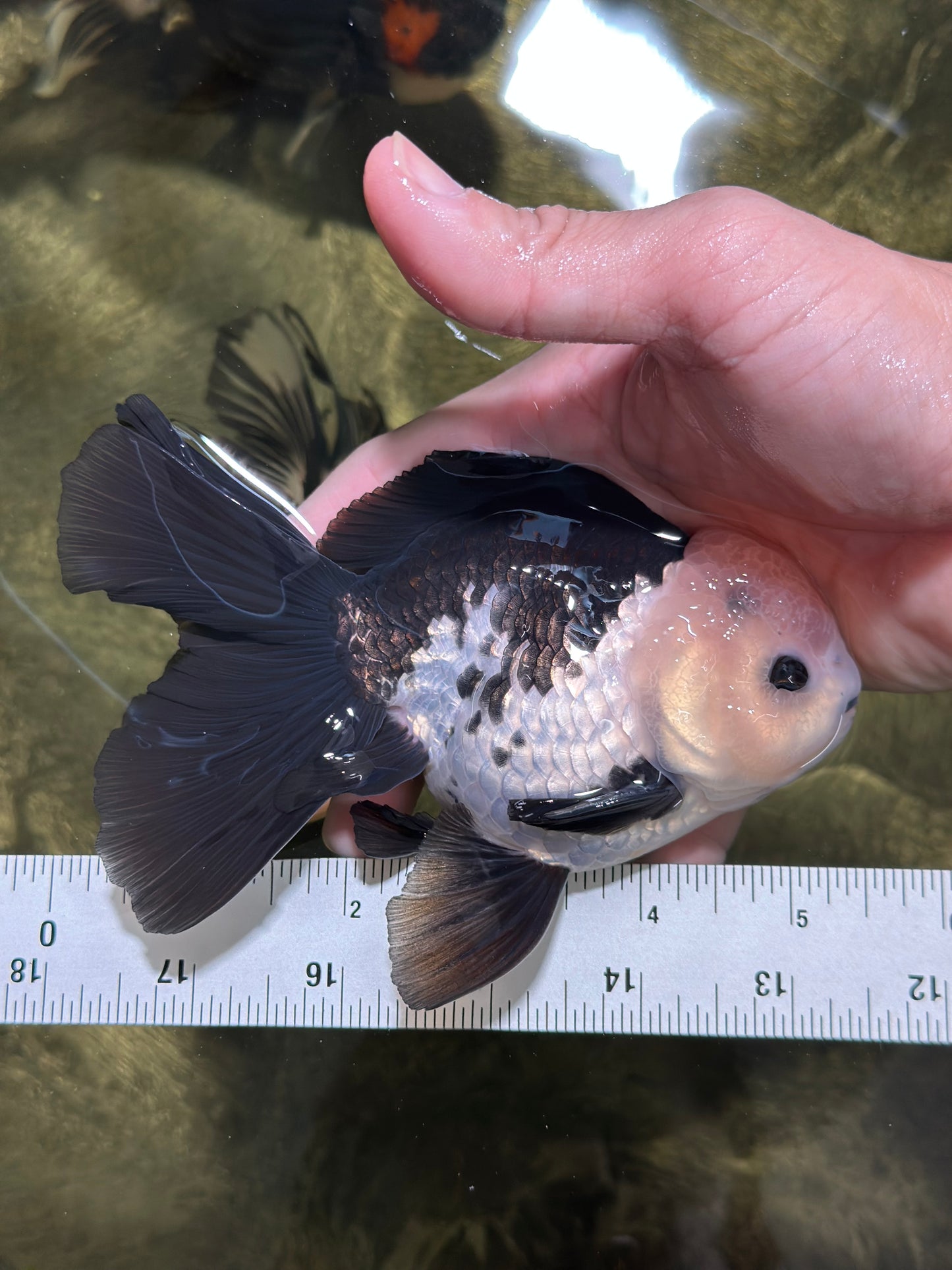 A Grade Panda Button Eyes Oranda Male 5-5.5 inches #120624OR_05