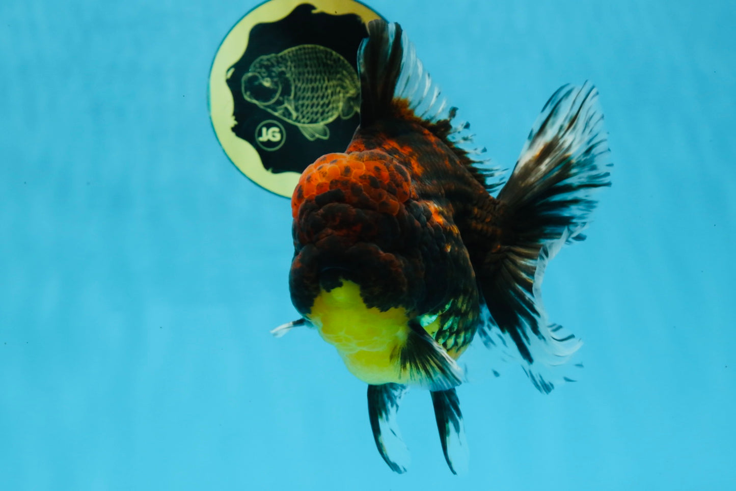 AAA Grade Godzilla Tiger Oranda Male 5.5 inches #100325OR_12