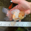 A Grade Cloudy White Oranda Male 5-5.5 inches #071125OR_12