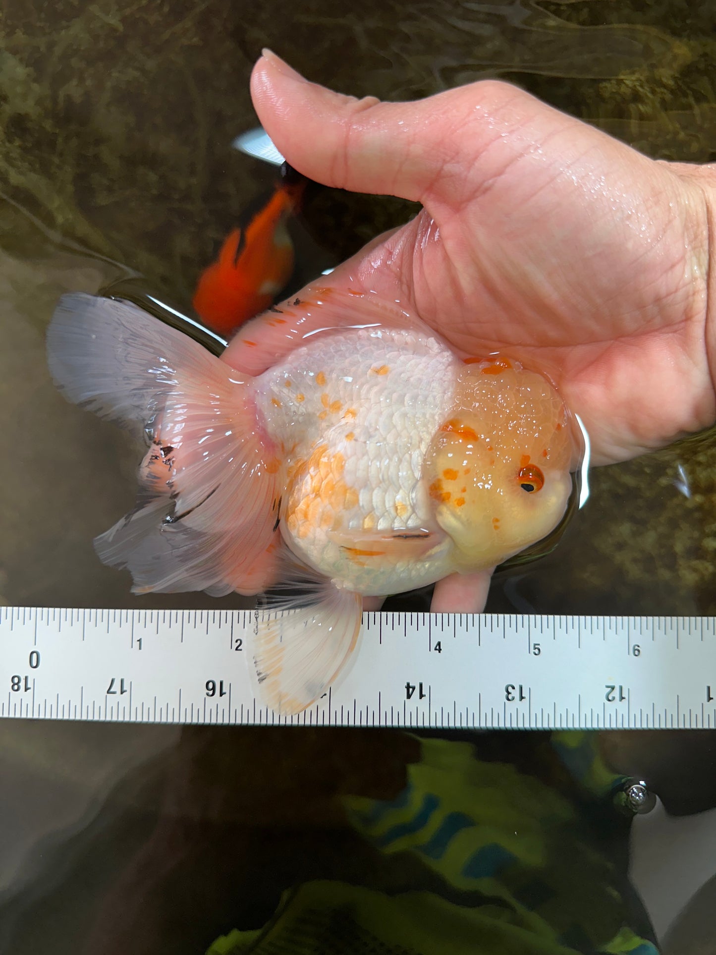 A Grade Cloudy White Oranda Male 5-5.5 inches #071125OR_12