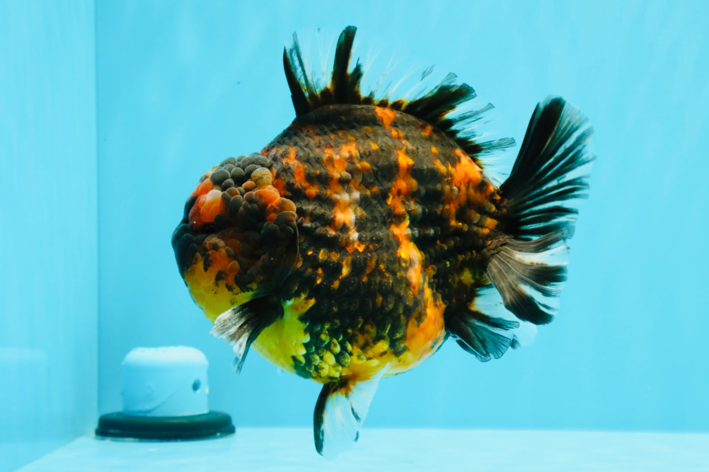 AAA Grade Godzilla Tiger Yuanbao Male 5.5 inches #030626YB_10