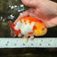 BIG WEN AAA Grade Red White LionQueen 4.5 inches #050126LC_21