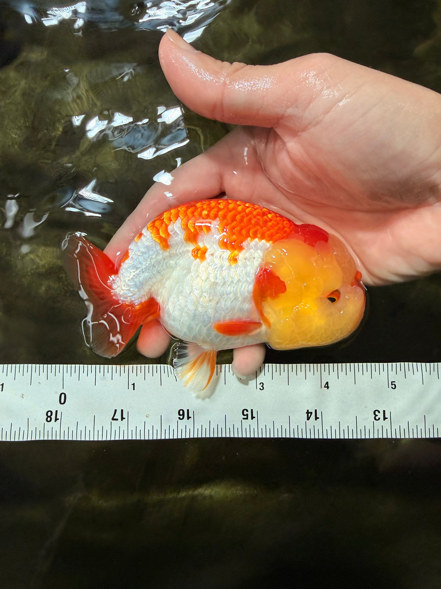 BIG WEN AAA Grade Red White LionQueen 4.5 inches #050126LC_21