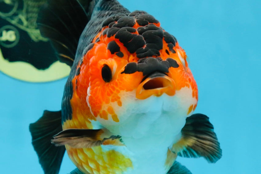 A Grade SPECIAL Apache Yuanbao Female 5.5 inches #100325YB_04