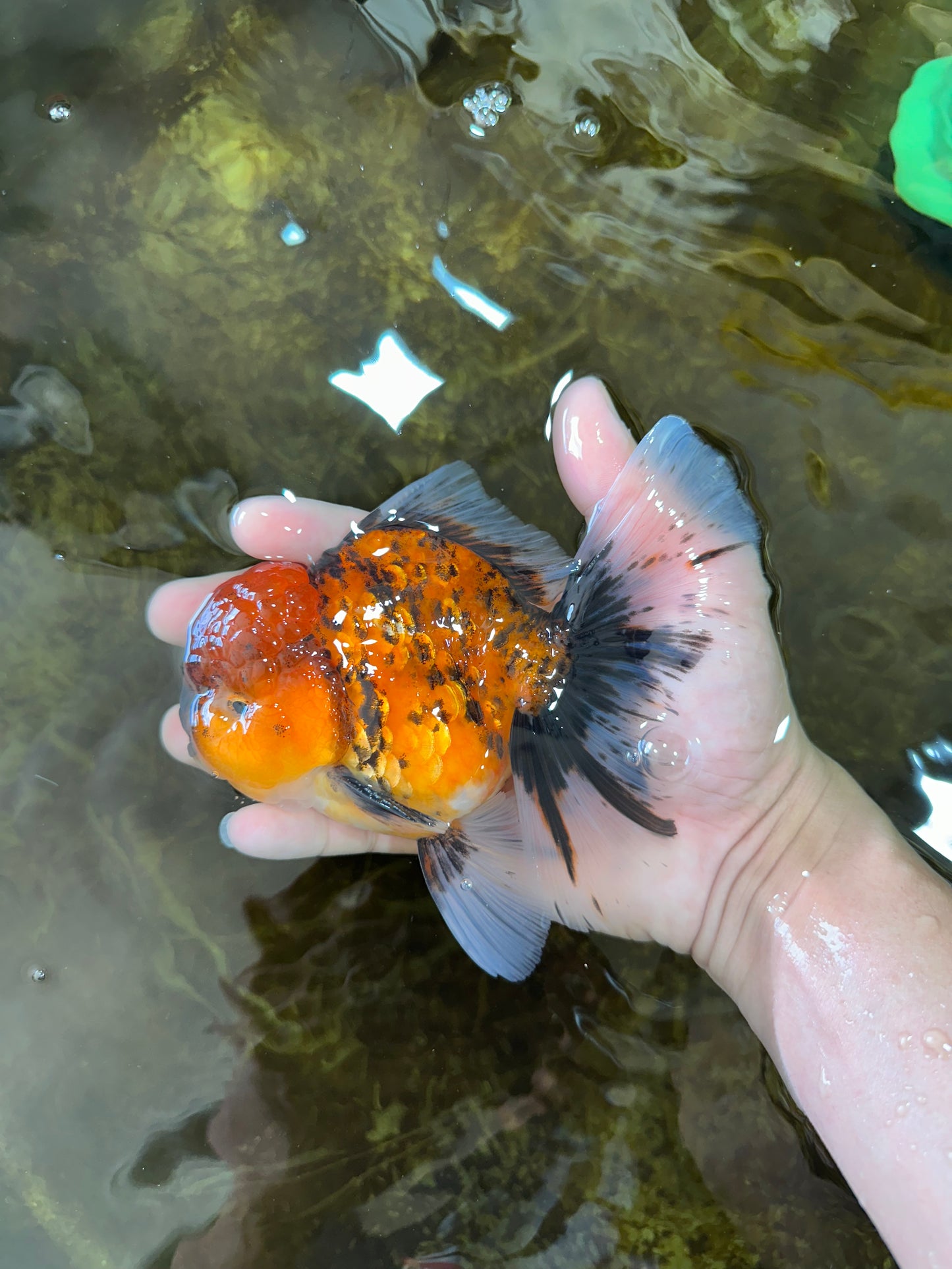 A Grade UNIQUE Tiger Oranda Male 5.5 inches #091225OR_11