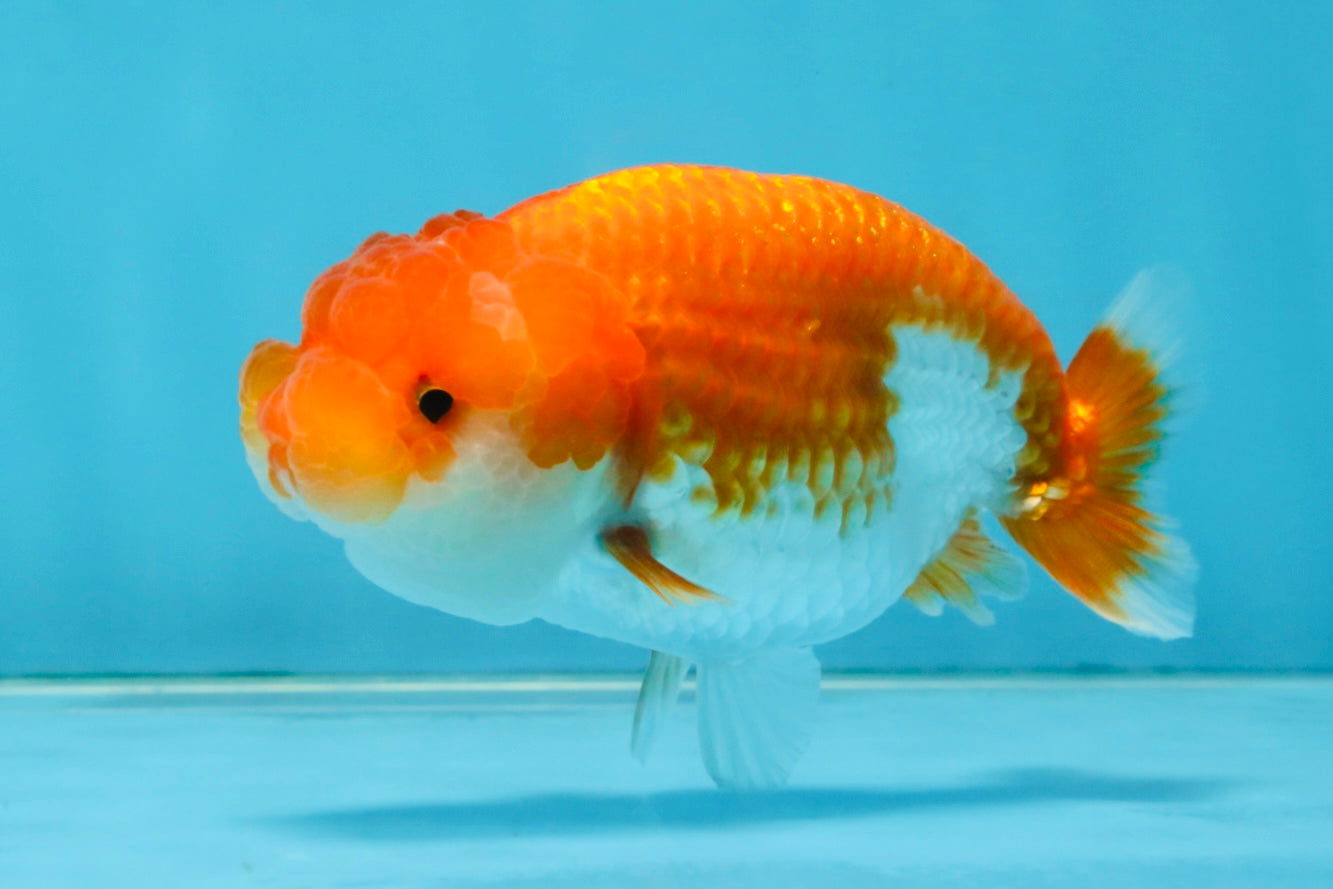 FLUFFY Red White LionChu Female 4.5 inches #120525LC_16