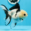 Panda de catégorie A, yeux boutonnés, femelle Oranda, 5,5 pouces #0913OR_17