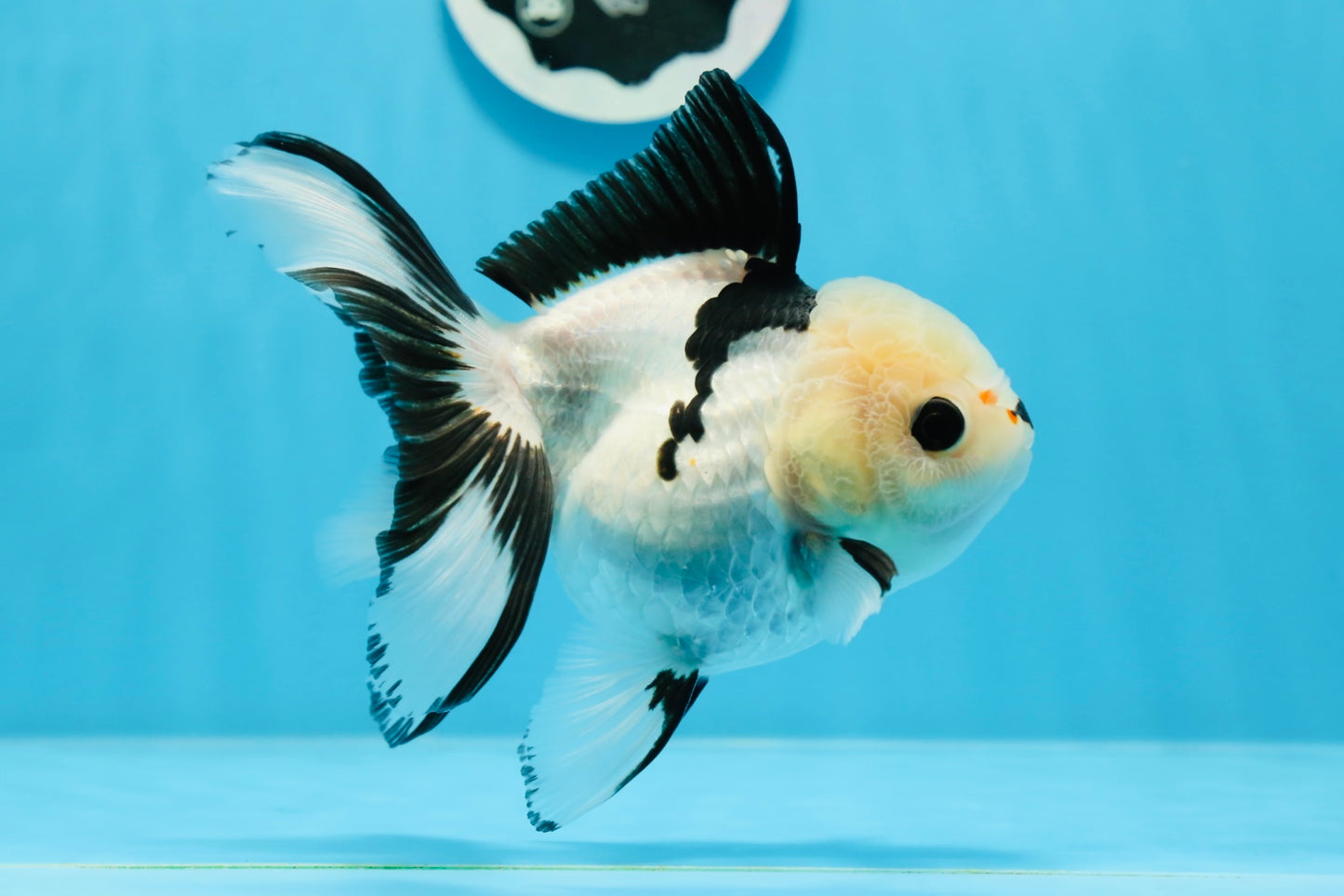 A Grade Panda Button Eyes Oranda Female 5.5 inches #0913OR_17