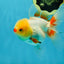 A Grade Red White Oranda Female 5 inches #050925OR_36