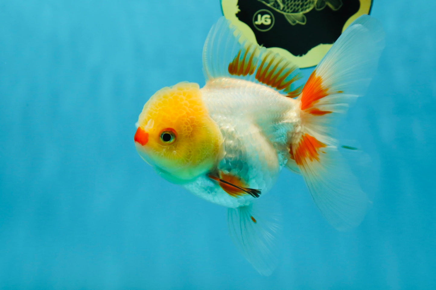A Grade Red White Oranda Female 5 inches #050925OR_36