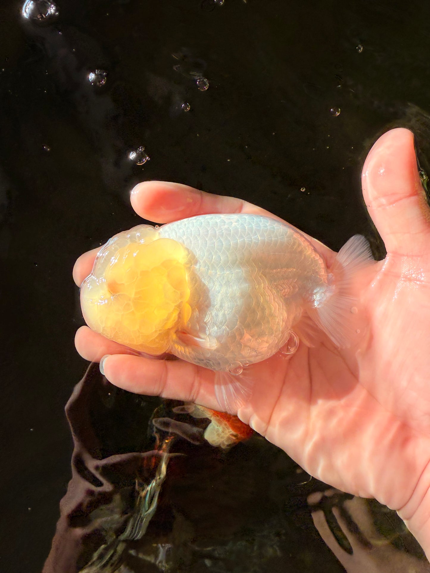 A Grade White LionQueen 4-4.5 inches #030626LC_04