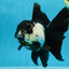 A Grade Panda Oranda Female 5.5 inches #081525OR_15
