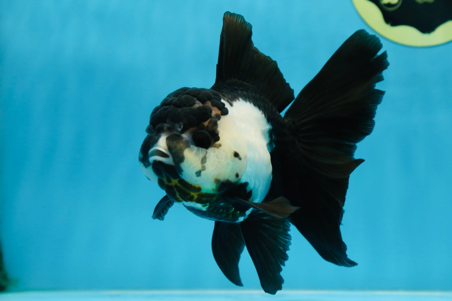 A Grade Panda Oranda Female 5.5 inches #081525OR_15