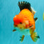 AAA Grade Apache Oranda Male 6.5 inches #071026OR_06