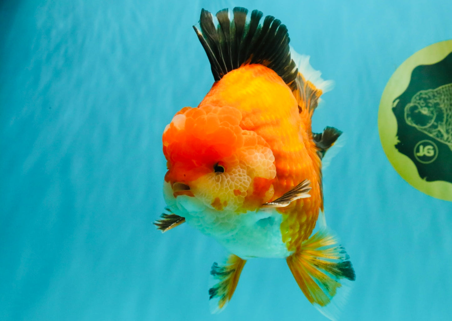 AAA Grade Apache Oranda Male 6.5 inches #071026OR_06