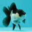 Panda Oranda Female 3.5-4 inches #110124OR_06