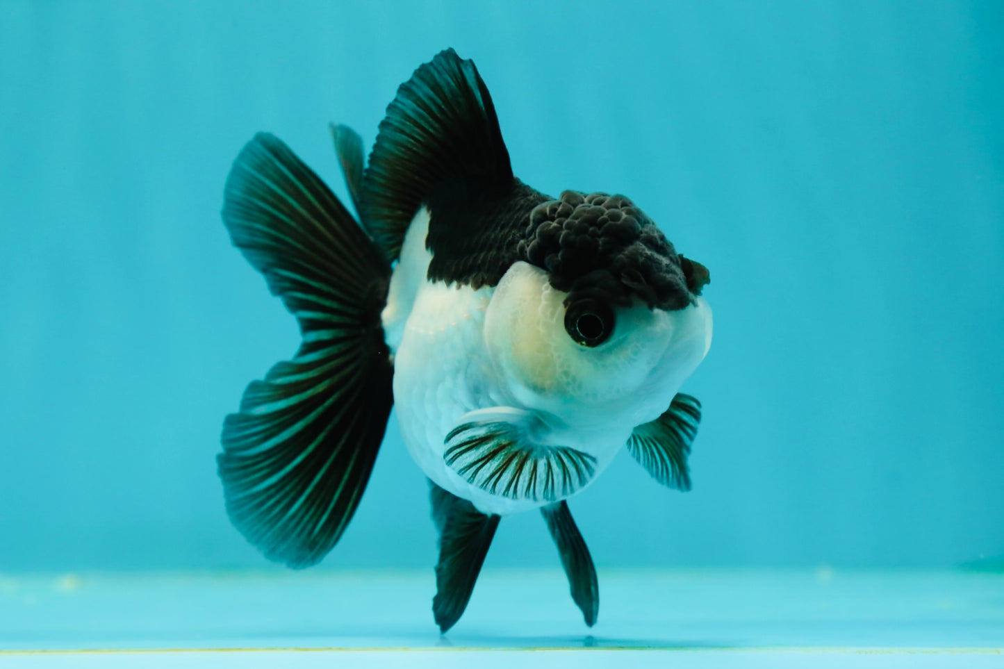 Panda Oranda Female 3.5-4 inches #110124OR_06