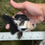 Panda Oranda Female 4.5 inches #112924OR_14