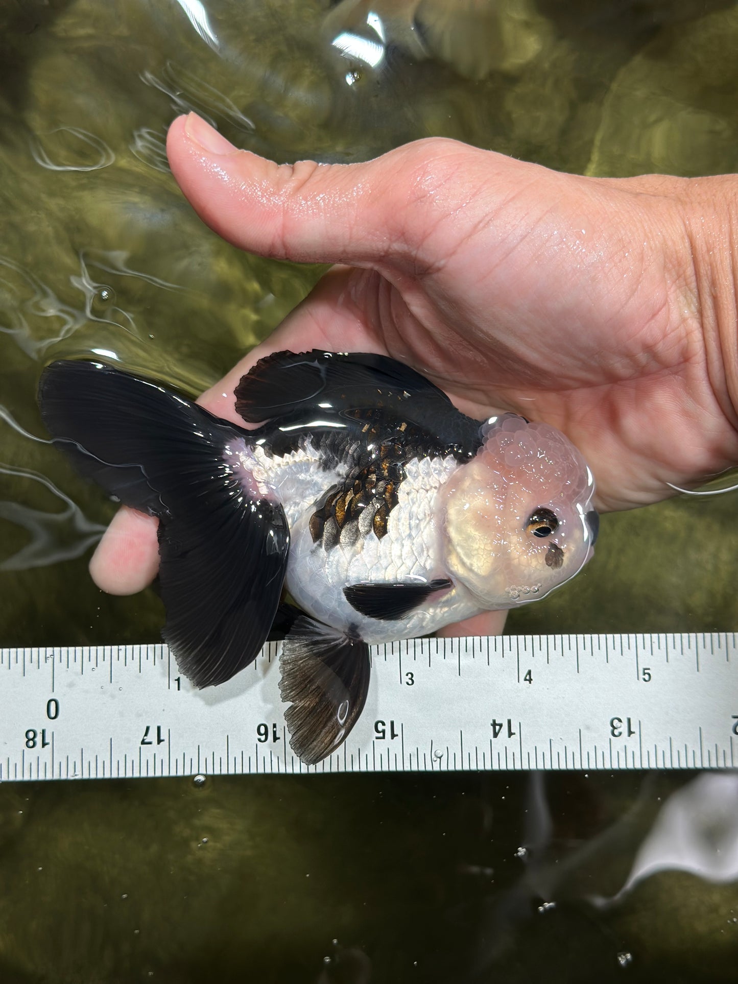 Panda Oranda Female 4.5 inches #112924OR_14