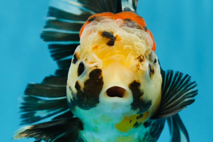 A Grade Tricolor Oranda Female 5.5-6 inches #062725OR_24