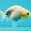 Marble Ranchu Female 3.5 inches #1004LC_09