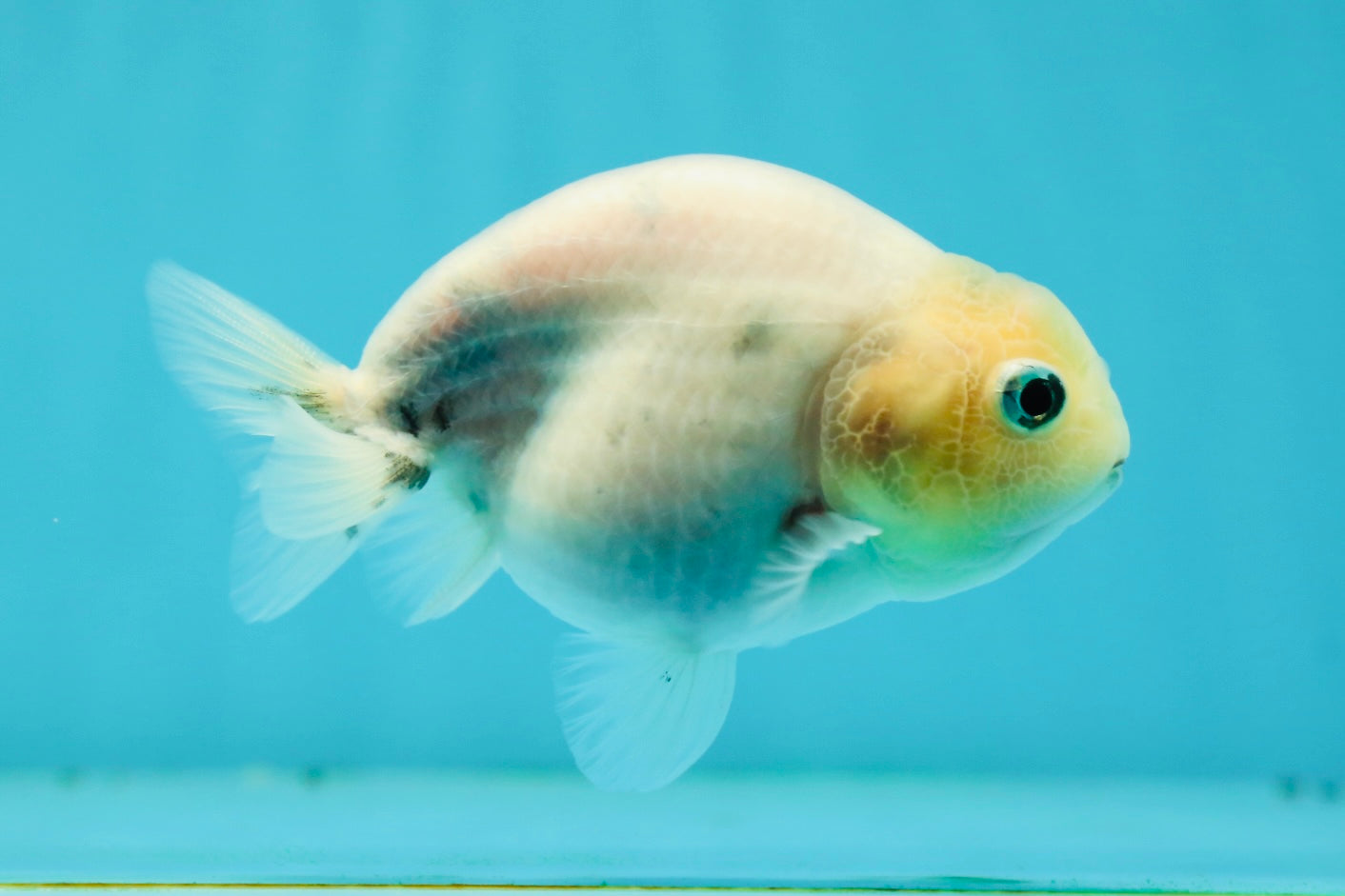 Marble Ranchu Female 3.5 inches #1004LC_09