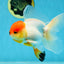 A Grade Tricolor Oranda Male 5-5.5 inches #060625OR_14