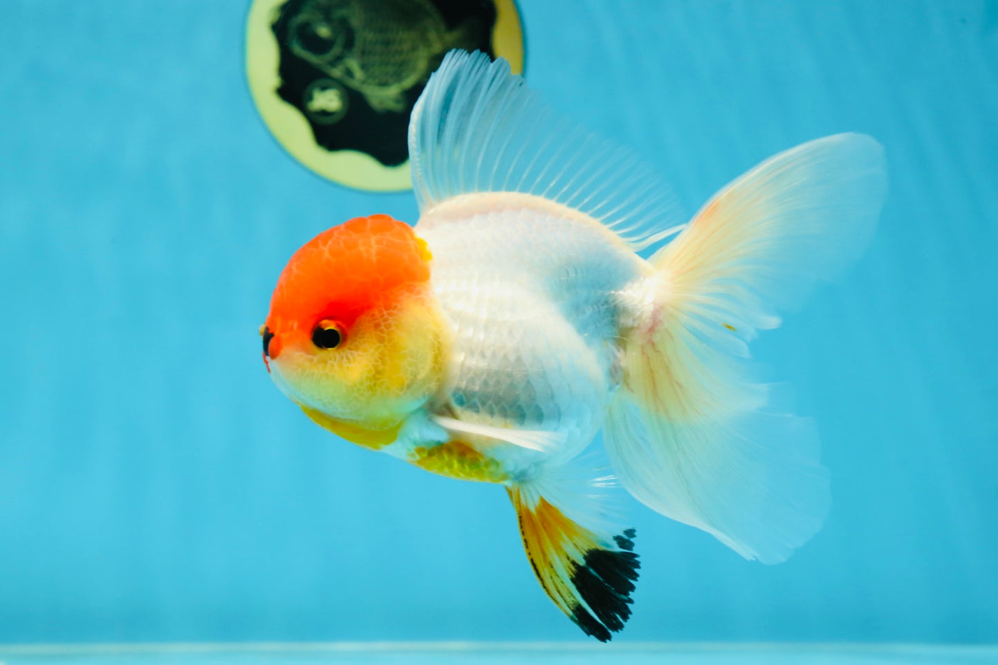 A Grade Tricolor Oranda Male 5-5.5 inches #060625OR_14