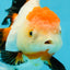 A Grade Tancho Tricolor Oranda Female 5-5.5 inches #050925OR_34