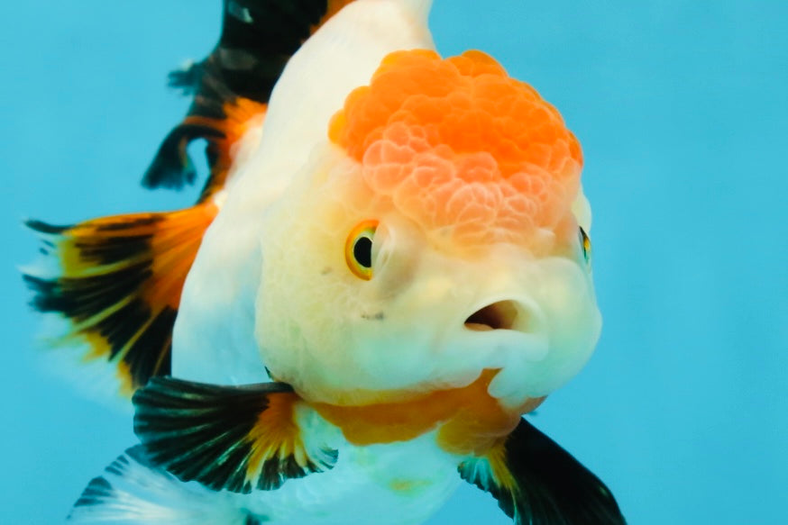 A Grade Tancho Tricolor Oranda Female 5-5.5 inches #050925OR_34