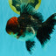 AAA Grade Red Head Kirin Oranda Male 6-6.5 inches #070326OR_27