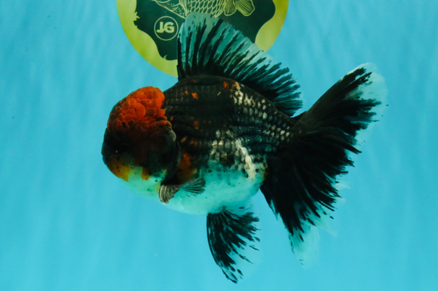 AAA Grade Red Head Kirin Oranda Male 6-6.5 inches #070326OR_27