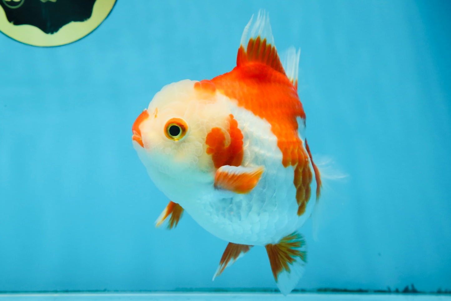 Red White Yuanbao Female 5 inches #091925YB_21