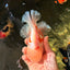 AAA Grade Red White Oranda Male 6 inches #030626OR_17