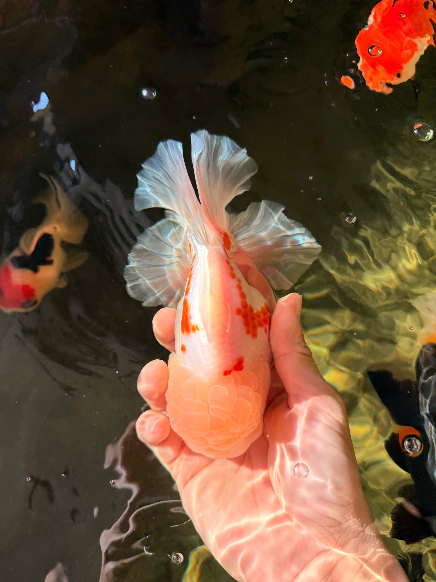 AAA Grade Red White Oranda Male 6 inches #030626OR_17