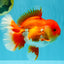 CHONKY AAA Grade Godzilla Red White Oranda Male 6.5-7 inches #022726OR_14