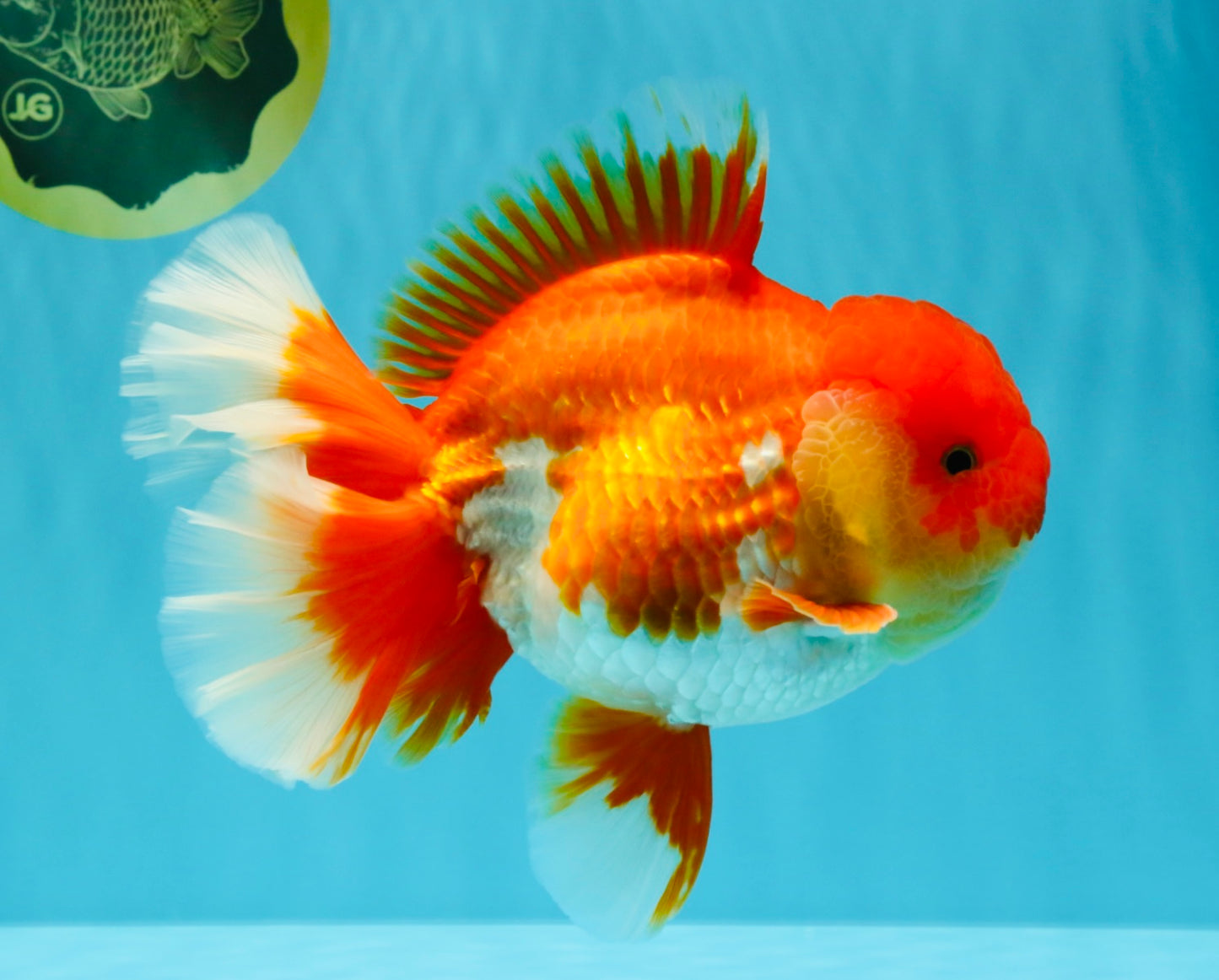 CHONKY AAA Grade Godzilla Red White Oranda Male 6.5-7 inches #022726OR_14