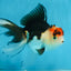 Tricolor Oranda Female 5 inches #091225OR_20