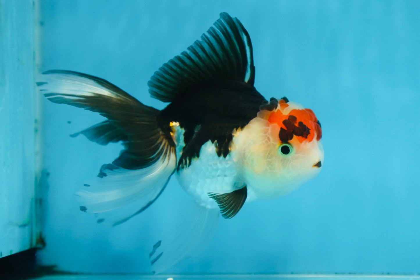 Tricolor Oranda Female 5 inches #091225OR_20