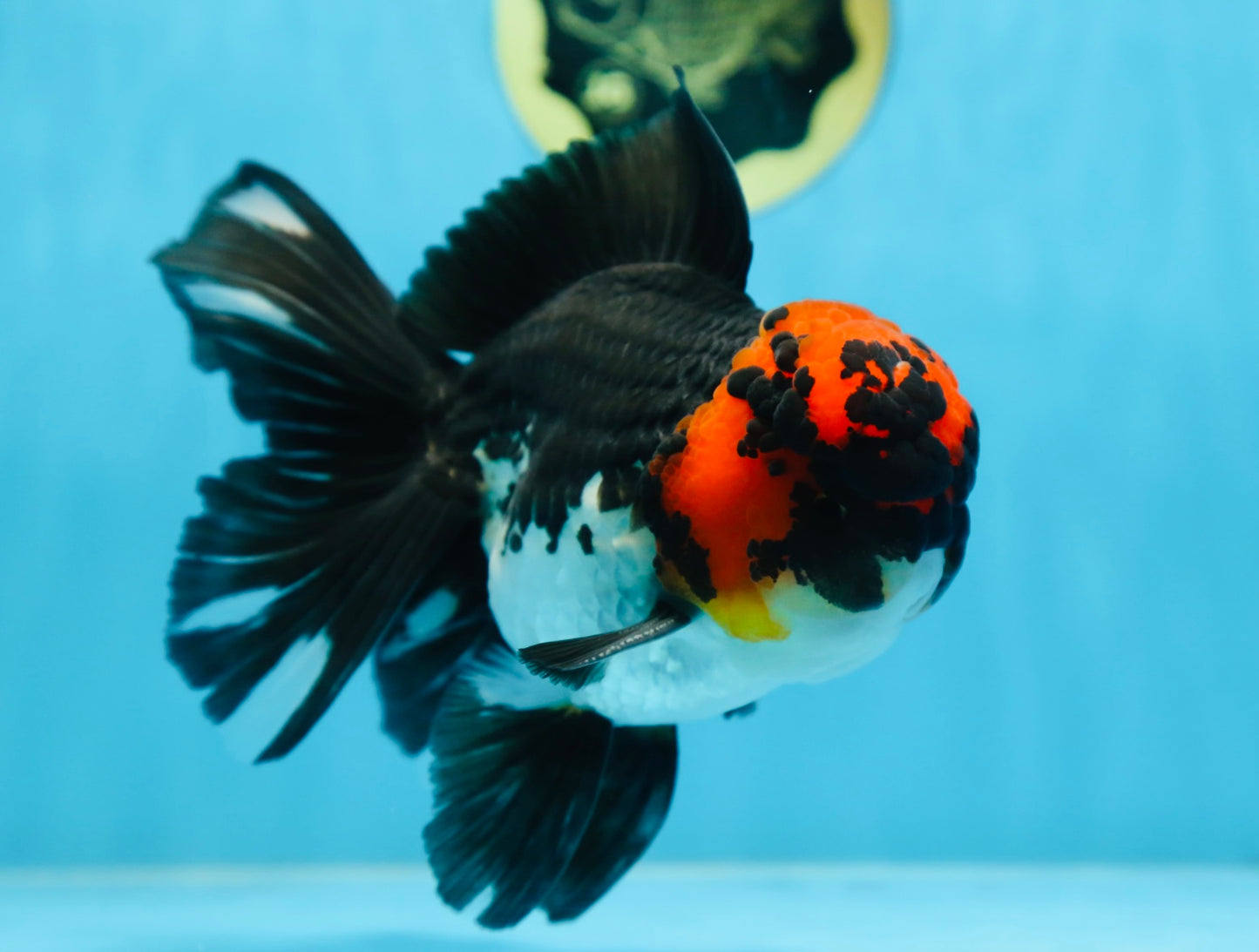 AAA Grade LAVA Tricolor Oranda Male 6 inches #090525OR_12