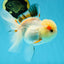 A Grade Tricolor Oranda Female 5 inches #050225OR_01
