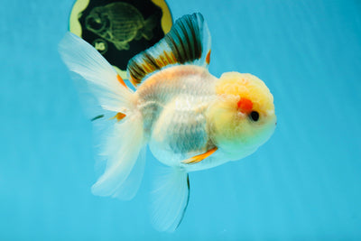 A Grade Tricolor Oranda Female 5 inches #050225OR_01