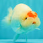 Red White Buffalo Ranchu Male 5.5-6 inches #100926RC_28