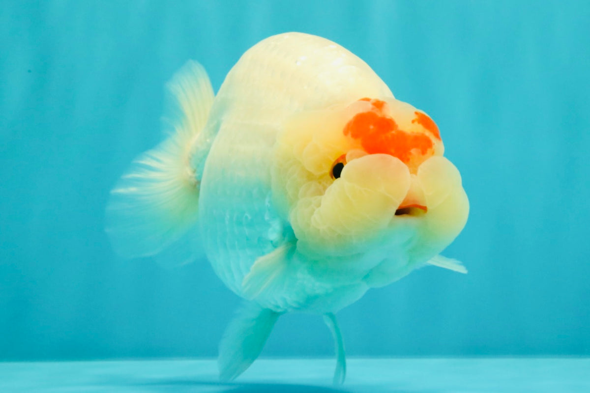 Red White Buffalo Ranchu Male 5.5-6 inches #100926RC_28